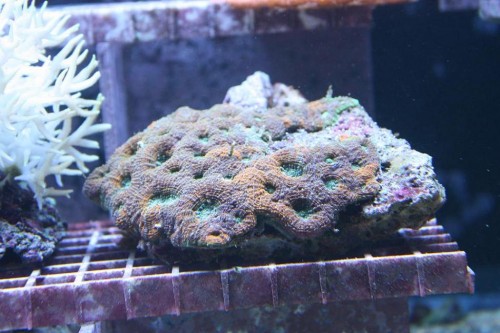 Acan 3.JPG