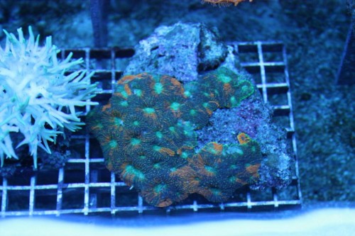 Super flot acanthastrea.
