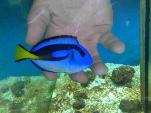 03072009757.jpg (43.9 KiB) Vist 2862 gange min tamme palet