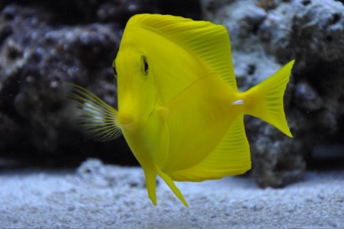 DSC_0036.jpg (71.73 KiB) Vist 2728 gange Gul kirug