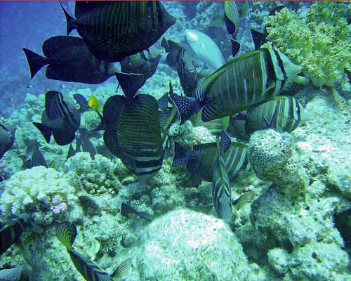 Her ses en stime Zebrasoma veliferum fra min ferie i Røde havet