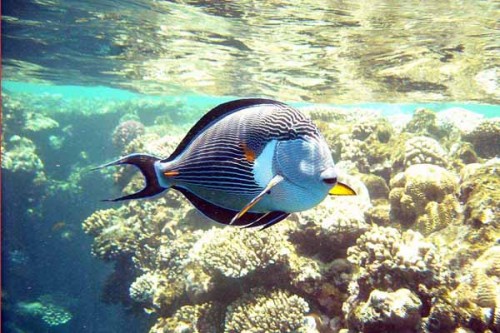 Sohale_b.jpg (86.99 KiB) Vist 2512 gange Og en fin Sohale