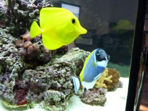 1.jpg (71.05 KiB) Vist 1948 gange Gul og Hvidbrystet Kirurg ser hinanden an.