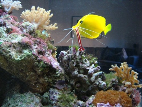 2.jpg (71.92 KiB) Vist 1948 gange Dannebrogrejen springer på den nyankommende Gule Kirurg.