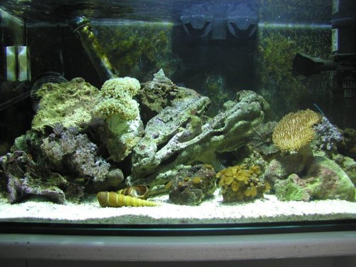 Hele akvariet