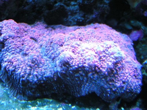 PICT0747.JPG