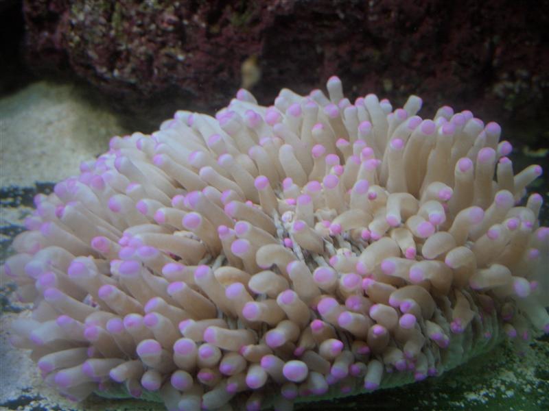 CIMGwondersurfer (Medium).JPG