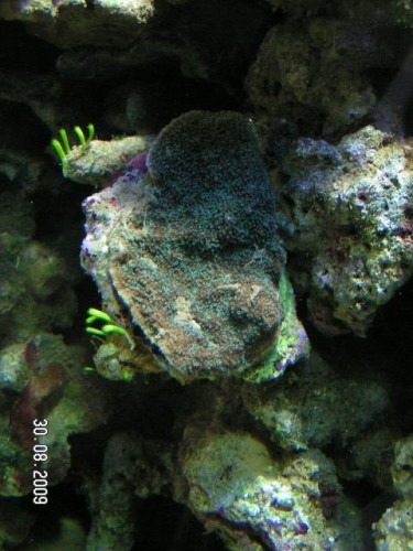 PICT3054.JPG (63.9 KiB) Vist 3502 gange Grøn montipora