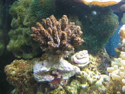 acropora ukendt.