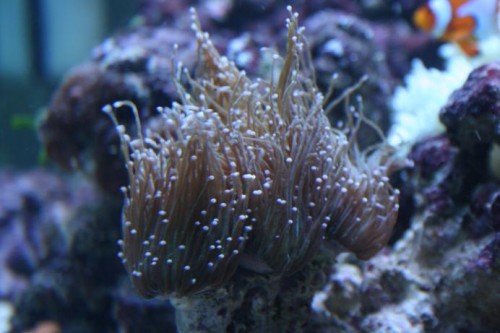 euphyllia.JPG