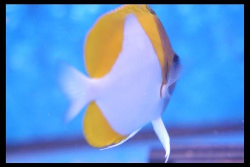 Decocean fisk (12) (Small).JPG