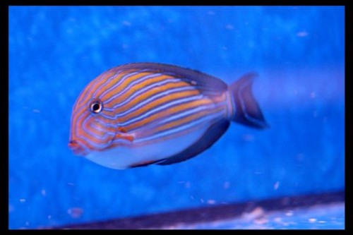Decocean fisk (28) (Small).JPG