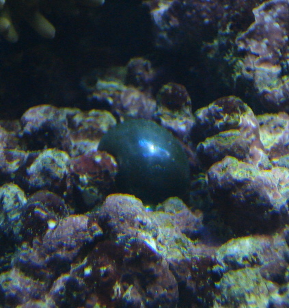 Akvarie 3-9-2009 027.jpg