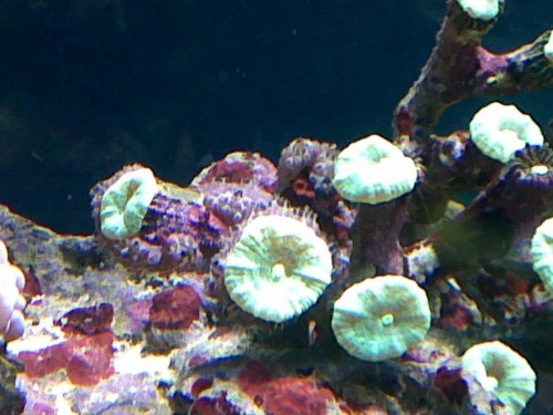 hvad er det [Skrivebordets opløsning].jpg