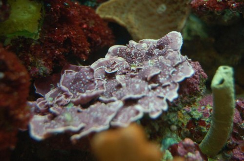 DSC_3496 (Medium).JPG