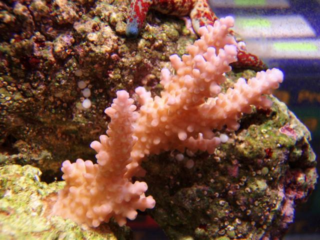 ny acropora
