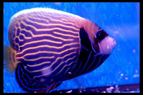 Dec fisk 18-9-09 (2).JPG