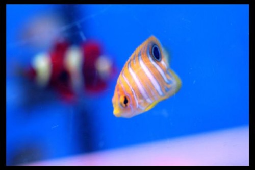 Dec fisk 18-9-09 (4).JPG