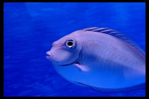 Dec fisk 18-9-09 (9).JPG