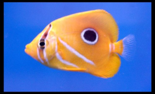 Dec fisk 18-9-09 (38).JPG