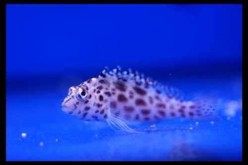 Dec fisk 18-9-09 (42).JPG