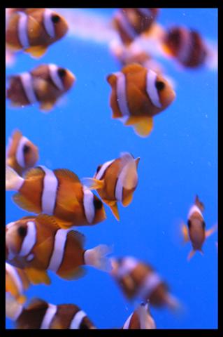 Dec fisk 18-9-09 (48).JPG