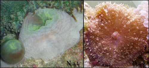 natdag.jpg (122.36 KiB) Vist 847 gange Skiveanemoner