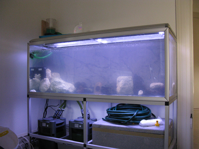 Akvariet