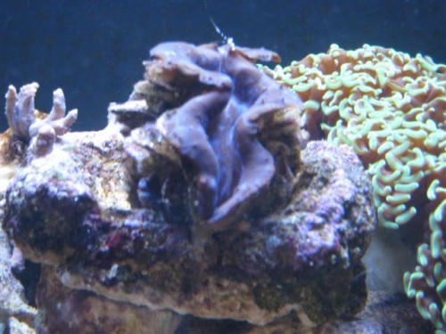 6) musling men navn?