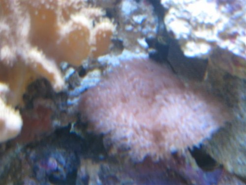 8)navn? ved godt billedet er for godt