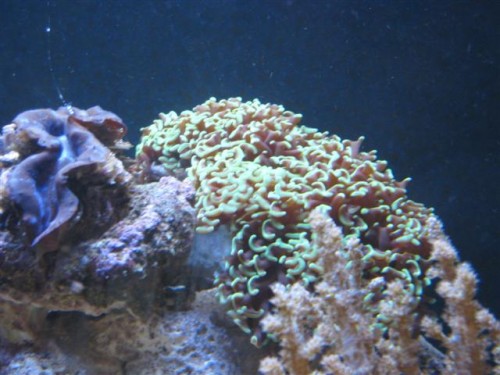 10)stenkoral men navn?