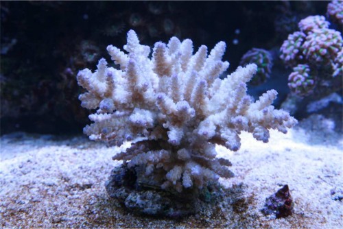 Acropora