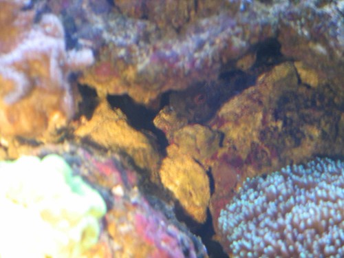 det lidt vide under ham med de små prikker er æg og der er mange