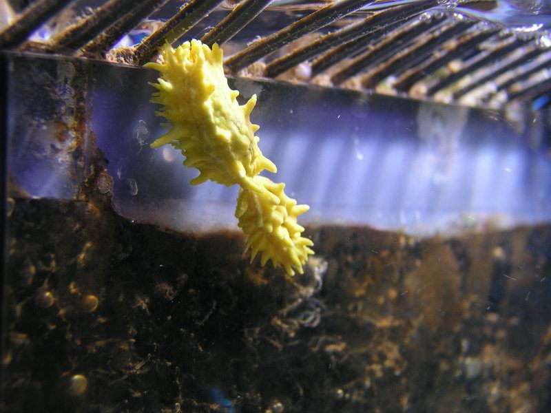 Yellow sea cucumber spilting up