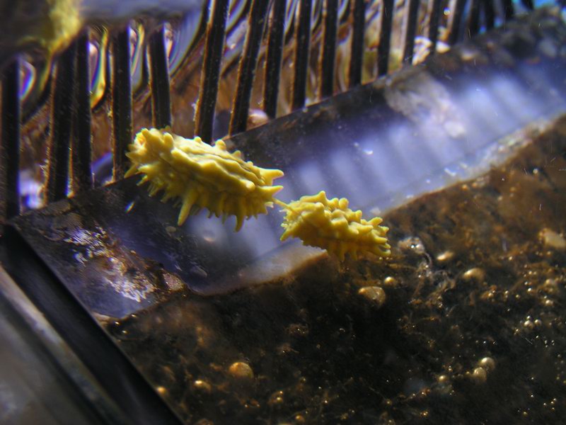 sea-cucumber2.JPG