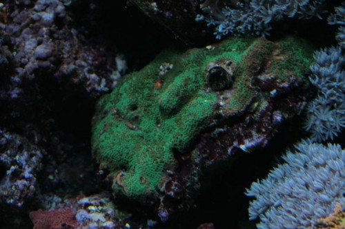 Porites sp