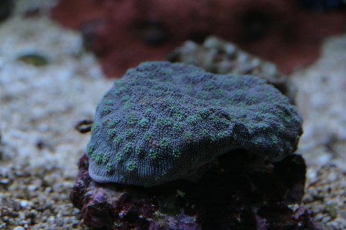 Echinopora sp, men hvilken?