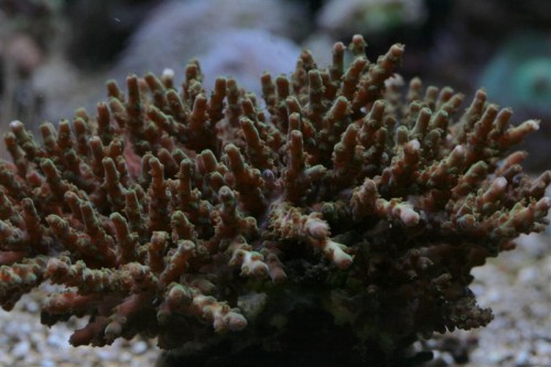 Acropora sp. men hvilken?