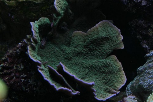 Montipora sp. men hvilken?