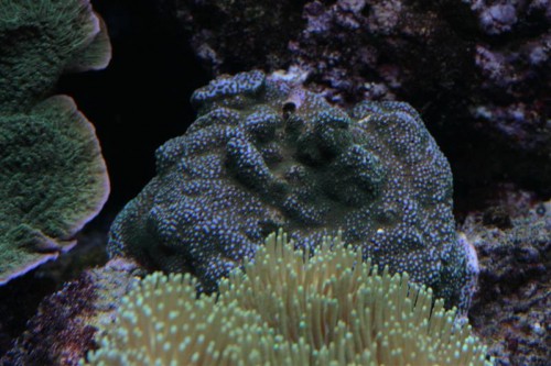 Montipora sp.