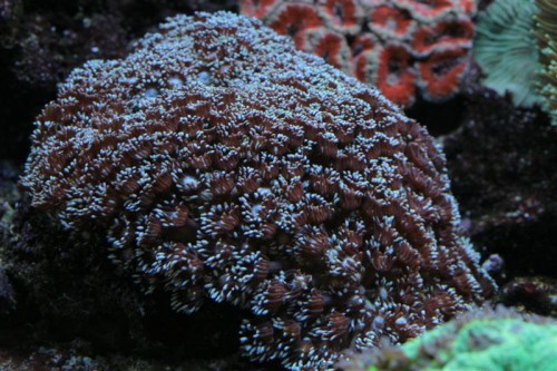 Goniopora sp.