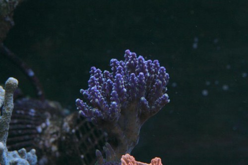 Acropora sp. men hvilken?