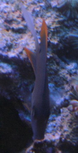 C. tominiensis