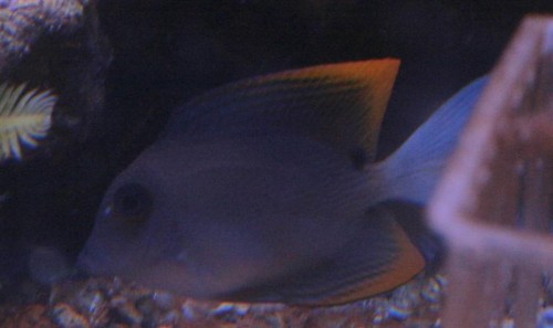 C. tominiensis