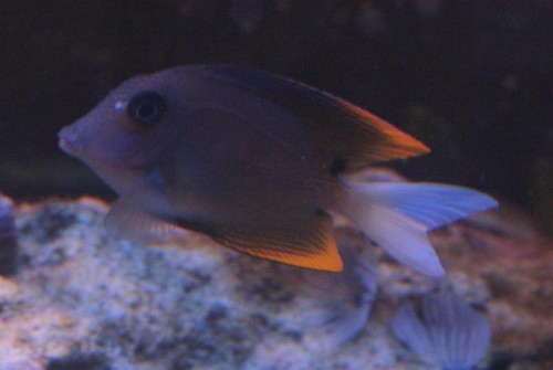C. tominiensis