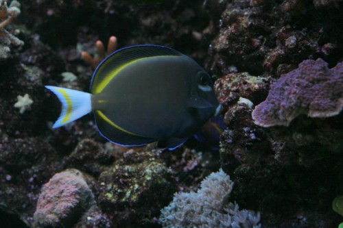 A. nigricans