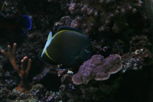 A. nigricans