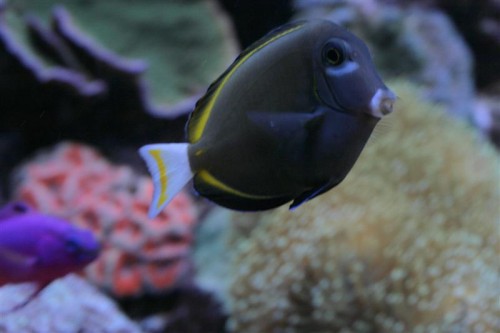 A. nigricans