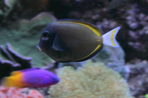 A. nigricans