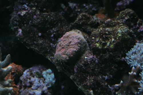 Echinopora sp, men hvilken?